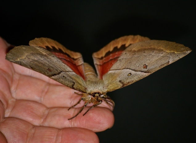 alas-de-mariposa